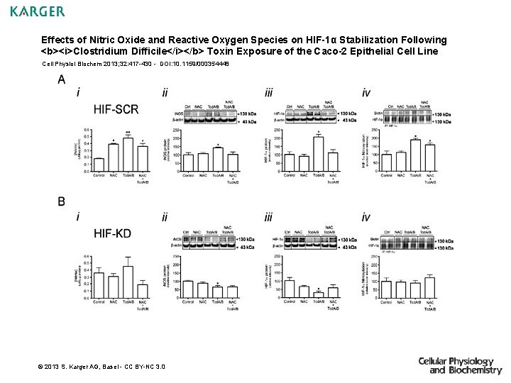 Effects of Nitric Oxide and Reactive Oxygen Species on HIF-1α Stabilization Following <b><i>Clostridium Difficile</i></b>