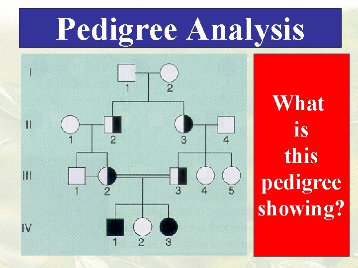Pedigree Analysis What is this pedigree showing? 
