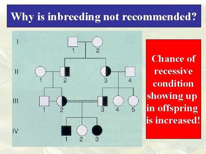 Why is inbreeding not recommended? Chance of recessive condition showing up in offspring is