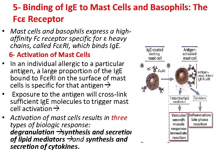5 - Binding of Ig. E to Mast Cells and Basophils: The Fcε Receptor