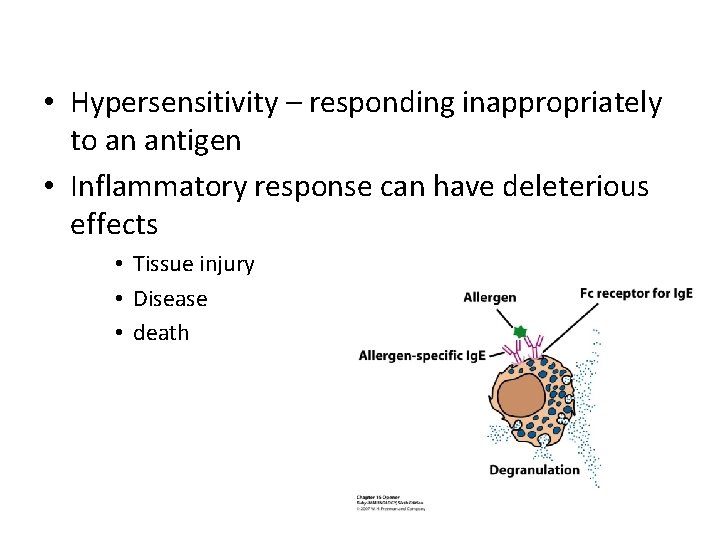  • Hypersensitivity – responding inappropriately to an antigen • Inflammatory response can have