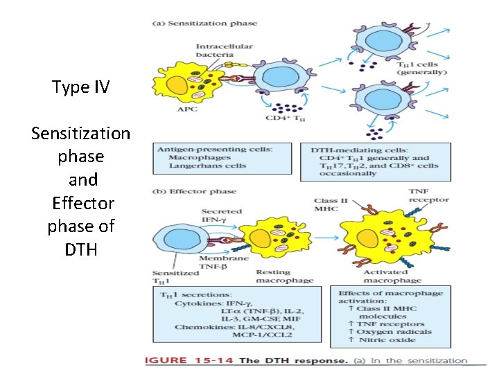 Type IV Sensitization phase and Effector phase of DTH 