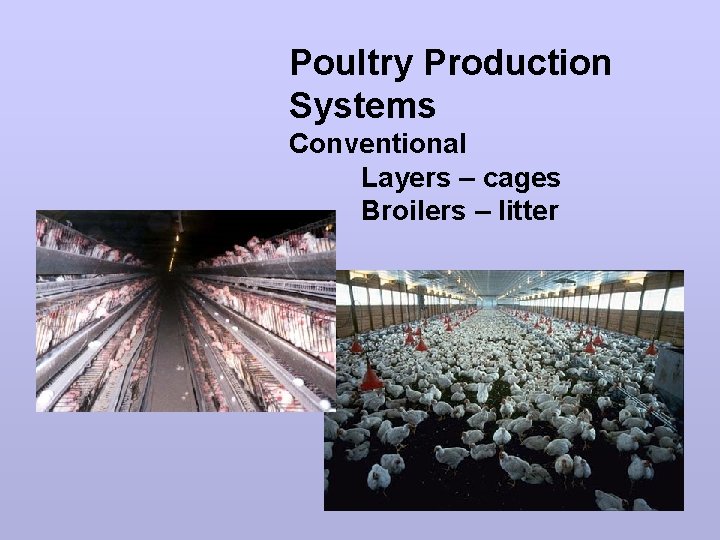 Poultry Production Systems Conventional Layers – cages Broilers – litter 