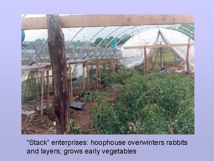 “Stack” enterprises: hoophouse overwinters rabbits and layers; grows early vegetables 