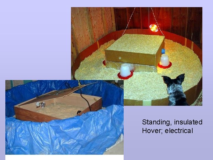 Standing, insulated Hover; electrical 