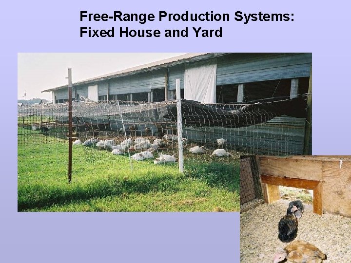 Free-Range Production Systems: Fixed House and Yard 