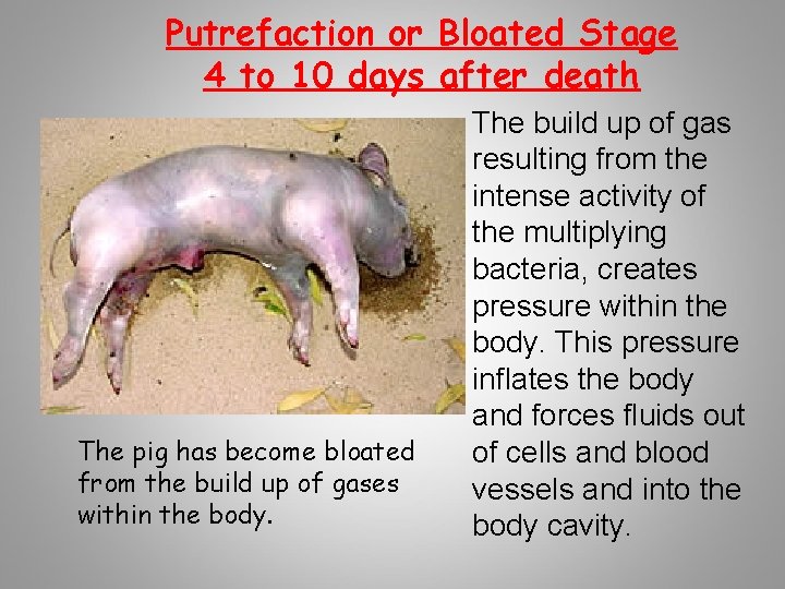 Putrefaction or Bloated Stage 4 to 10 days after death The pig has become