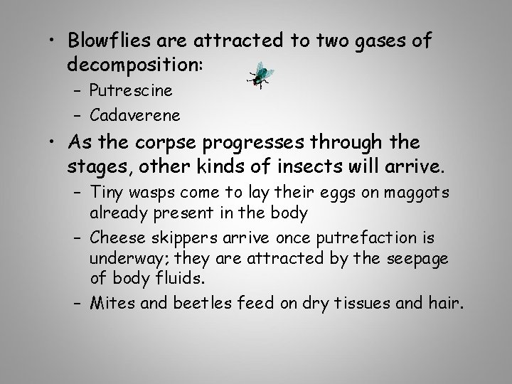  • Blowflies are attracted to two gases of decomposition: – Putrescine – Cadaverene