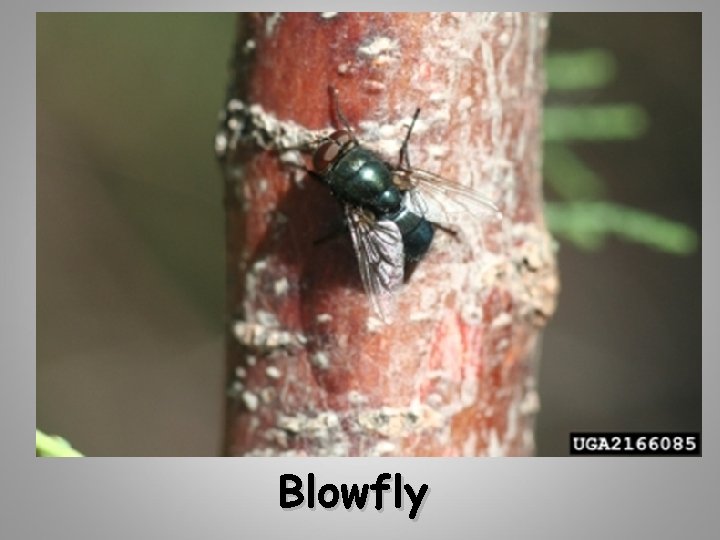 Blowfly 