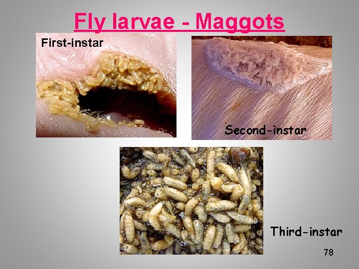 Fly larvae - Maggots First-instar Second-instar Third-instar 78 