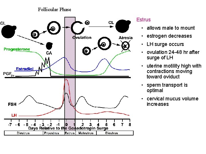 Follicular Phase Estrus • allows male to mount • estrogen decreases • LH surge