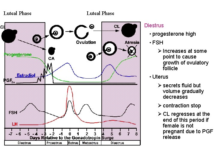 Luteal Phase Diestrus • progesterone high • FSH Ø Increases at some point to