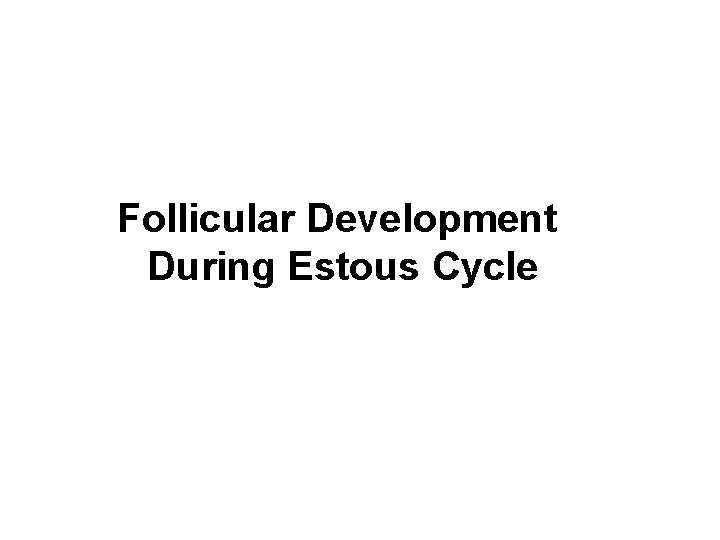 Follicular Development During Estous Cycle 