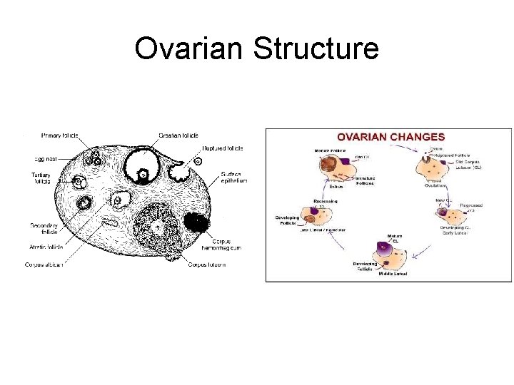 Ovarian Structure 