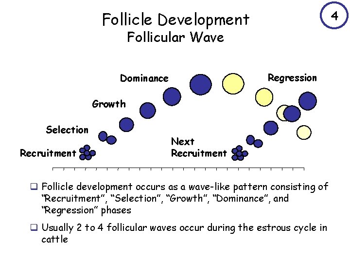 4 Follicle Development Follicular Wave Regression Dominance Growth Selection Recruitment Next Recruitment q Follicle