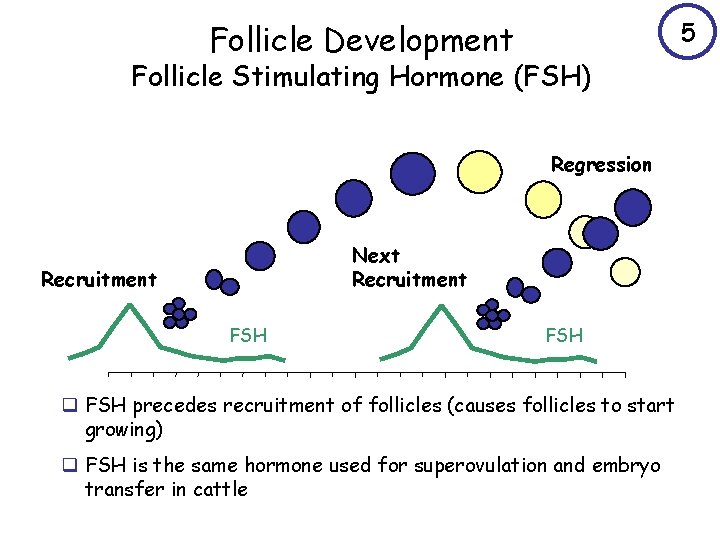 5 Follicle Development Follicle Stimulating Hormone (FSH) Regression Next Recruitment FSH q FSH precedes
