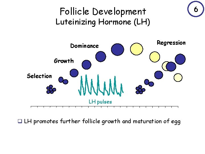 6 Follicle Development Luteinizing Hormone (LH) Dominance Regression Growth Selection LH pulses q LH