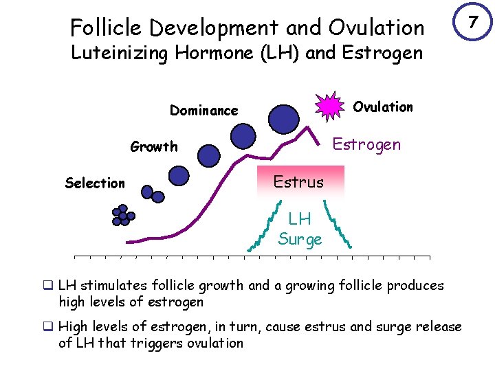 Follicle Development and Ovulation Luteinizing Hormone (LH) and Estrogen Ovulation Dominance Estrogen Growth Selection