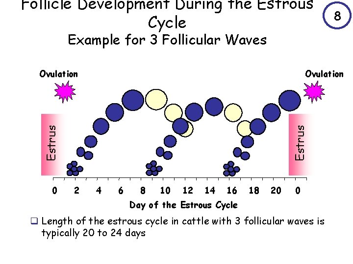 Follicle Development During the Estrous Cycle 8 Example for 3 Follicular Waves Ovulation 0