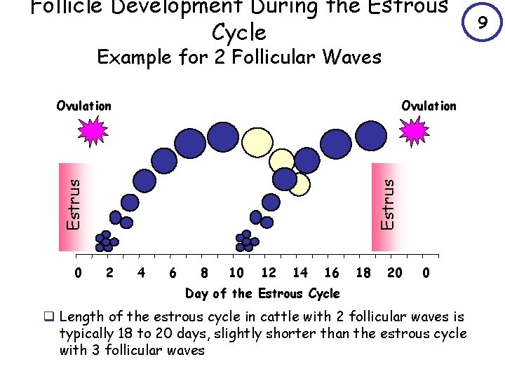 Follicle Development During the Estrous Cycle Example for 2 Follicular Waves 0 Estrus Ovulation