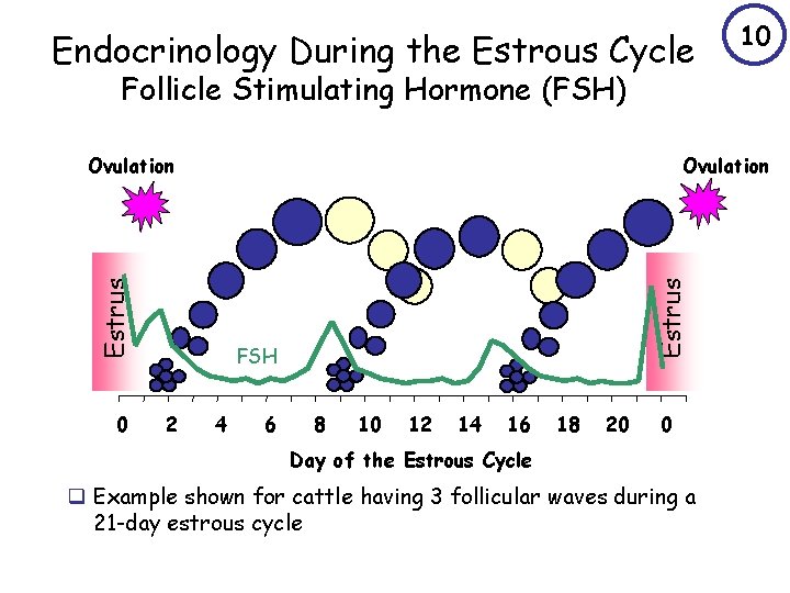 Endocrinology During the Estrous Cycle 10 Follicle Stimulating Hormone (FSH) 0 Estrus Ovulation FSH