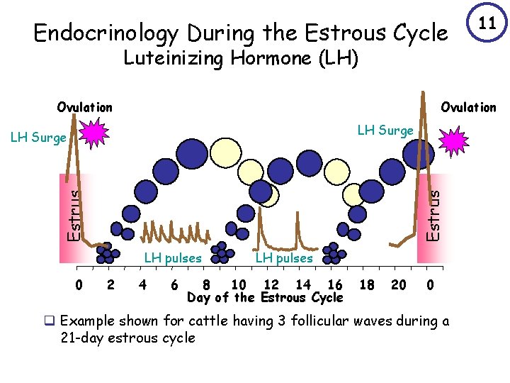Endocrinology During the Estrous Cycle 11 Luteinizing Hormone (LH) Ovulation LH Surge Estrus LH