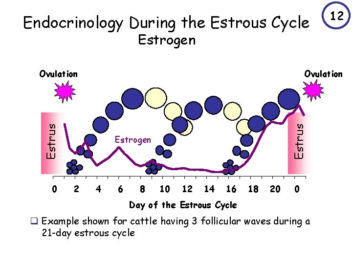 Endocrinology During the Estrous Cycle 12 Estrogen 0 Estrus Ovulation Estrogen 2 4 6