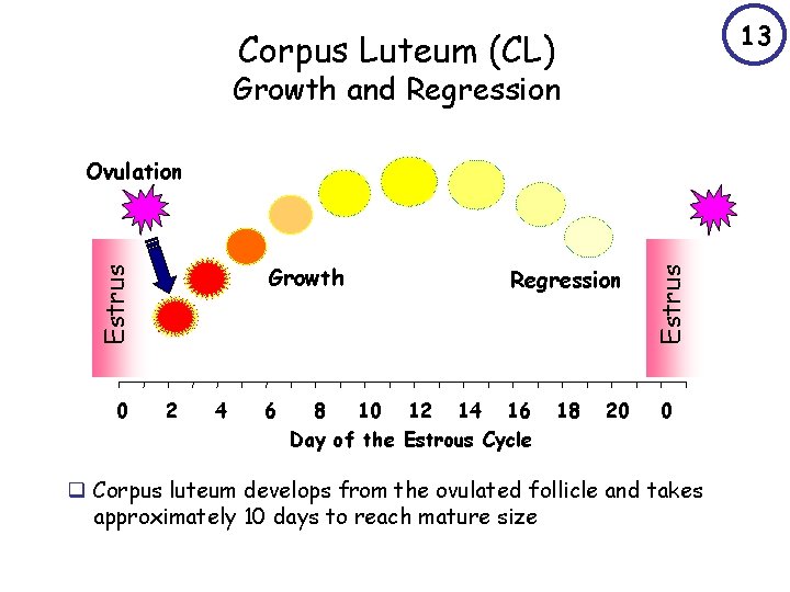 13 Corpus Luteum (CL) Growth and Regression Estrus Growth 0 2 4 6 Regression