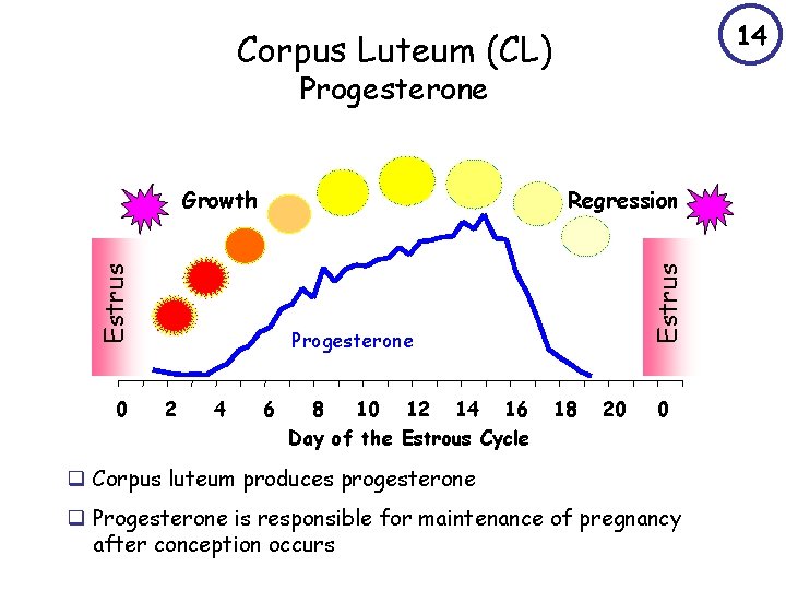 14 Corpus Luteum (CL) Progesterone 0 Estrus Regression Estrus Growth Progesterone 2 4 6