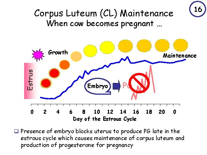 Corpus Luteum (CL) Maintenance 16 When cow becomes pregnant … Growth Estrus Maintenance 0