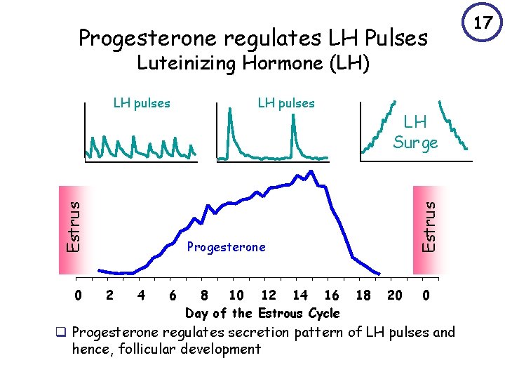 Progesterone regulates LH Pulses Luteinizing Hormone (LH) 0 LH pulses LH Surge Estrus LH