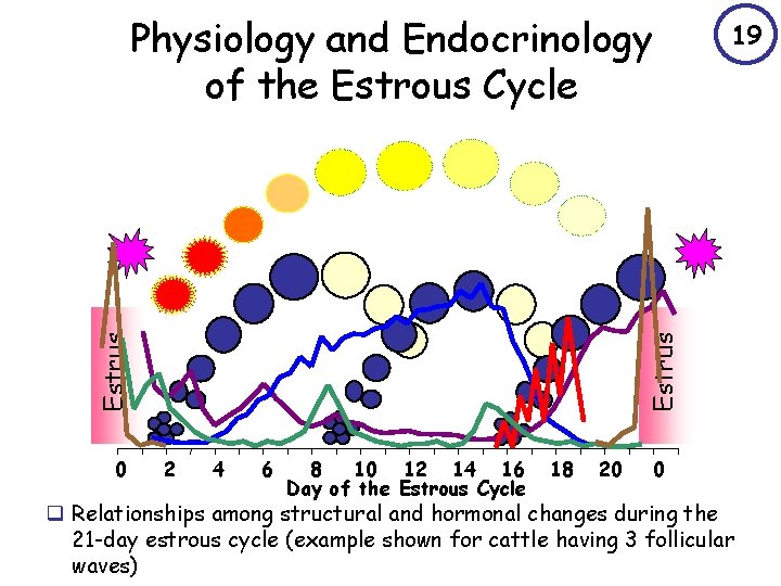 0 19 Estrus Physiology and Endocrinology of the Estrous Cycle 2 4 6 8