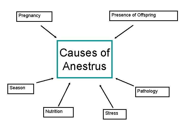 Presence of Offspring Pregnancy Causes of Anestrus Season Pathology Nutrition Stress 