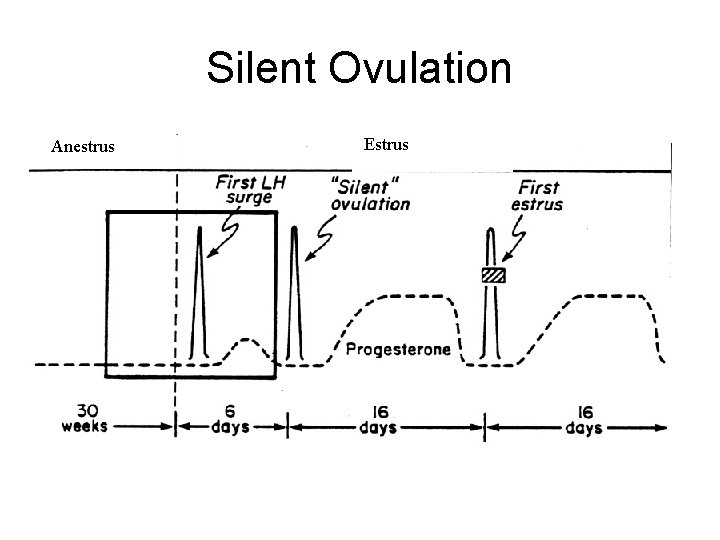 Silent Ovulation Anestrus Estrus 