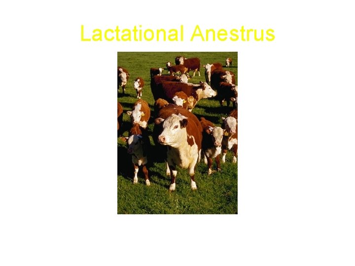 Lactational Anestrus 