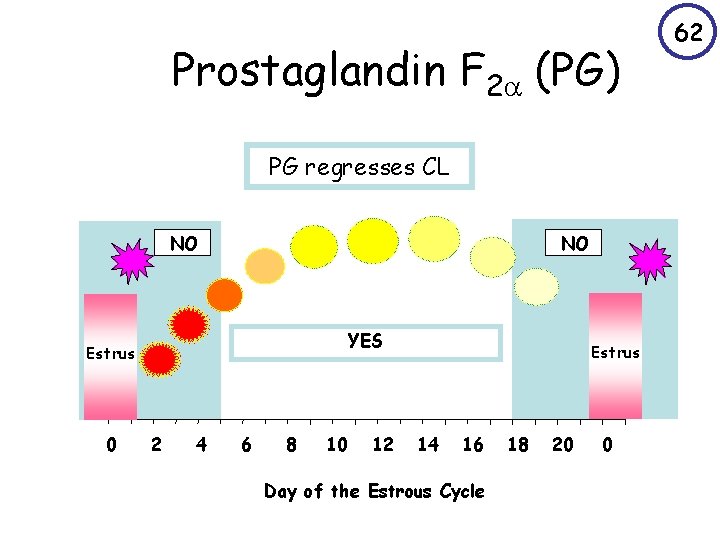 Prostaglandin F 2 (PG) PG regresses CL NO NO YES Estrus 0 2 4