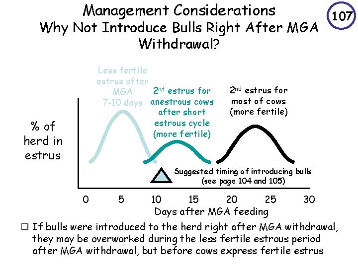 Management Considerations Why Not Introduce Bulls Right After MGA Withdrawal? Less fertile estrus after