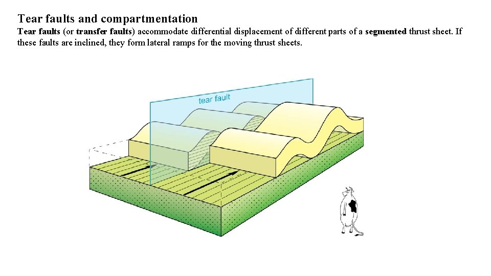 Tear faults and compartmentation Tear faults (or transfer faults) accommodate differential displacement of different