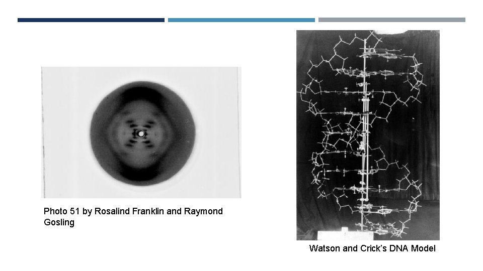 Photo 51 by Rosalind Franklin and Raymond Gosling Watson and Crick’s DNA Model 