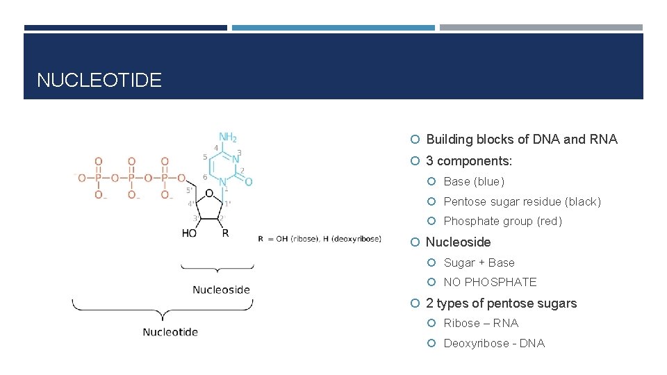 NUCLEOTIDE Building blocks of DNA and RNA 3 components: Base (blue) Pentose sugar residue