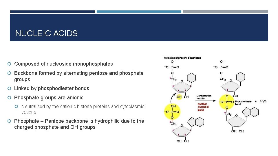 NUCLEIC ACIDS Composed of nucleoside monophosphates Backbone formed by alternating pentose and phosphate groups
