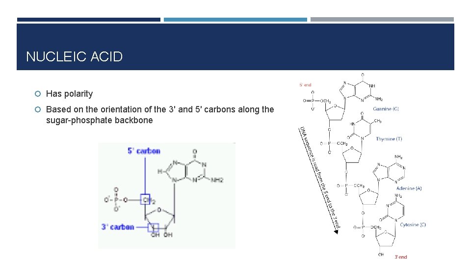 NUCLEIC ACID Has polarity Based on the orientation of the 3′ and 5′ carbons