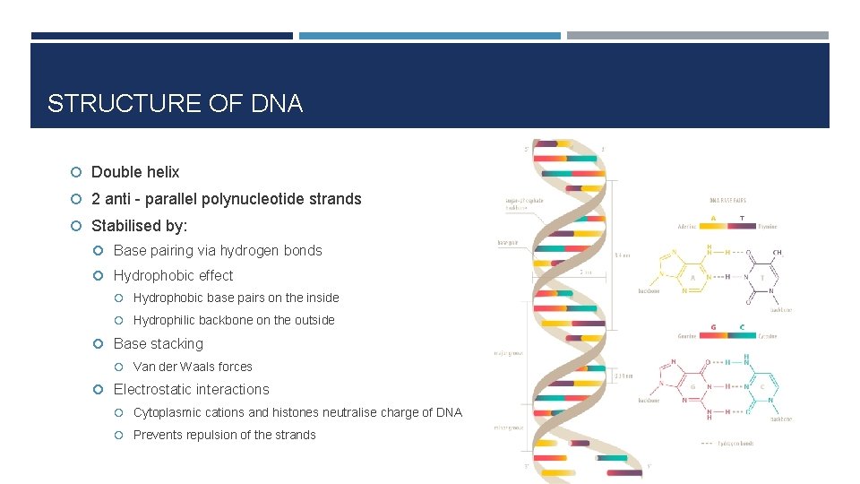 STRUCTURE OF DNA Double helix 2 anti - parallel polynucleotide strands Stabilised by: Base