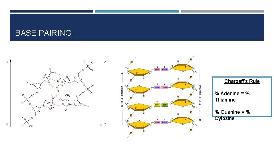 BASE PAIRING Chargaff’s Rule % Adenine = % Thiamine % Guanine = % Cytosine
