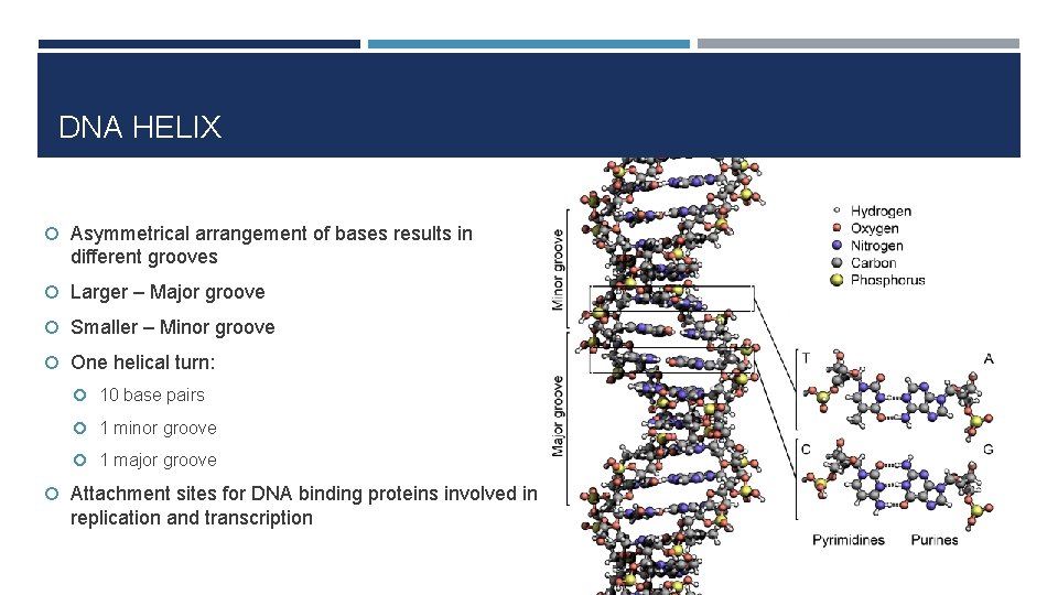 DNA HELIX Asymmetrical arrangement of bases results in different grooves Larger – Major groove