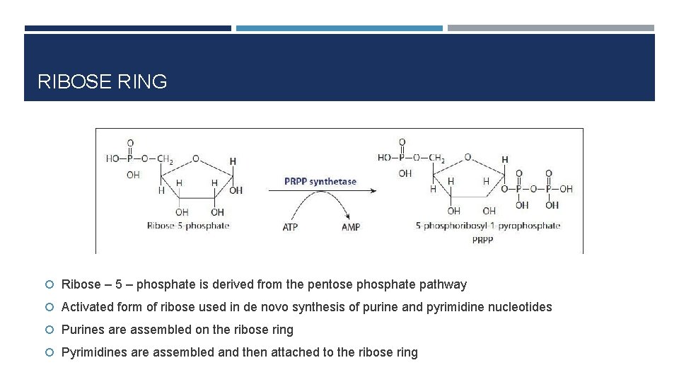 RIBOSE RING Ribose – 5 – phosphate is derived from the pentose phosphate pathway