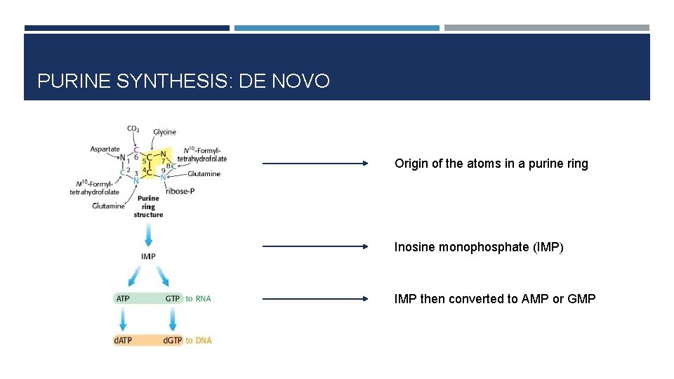 PURINE SYNTHESIS: DE NOVO Origin of the atoms in a purine ring Inosine monophosphate