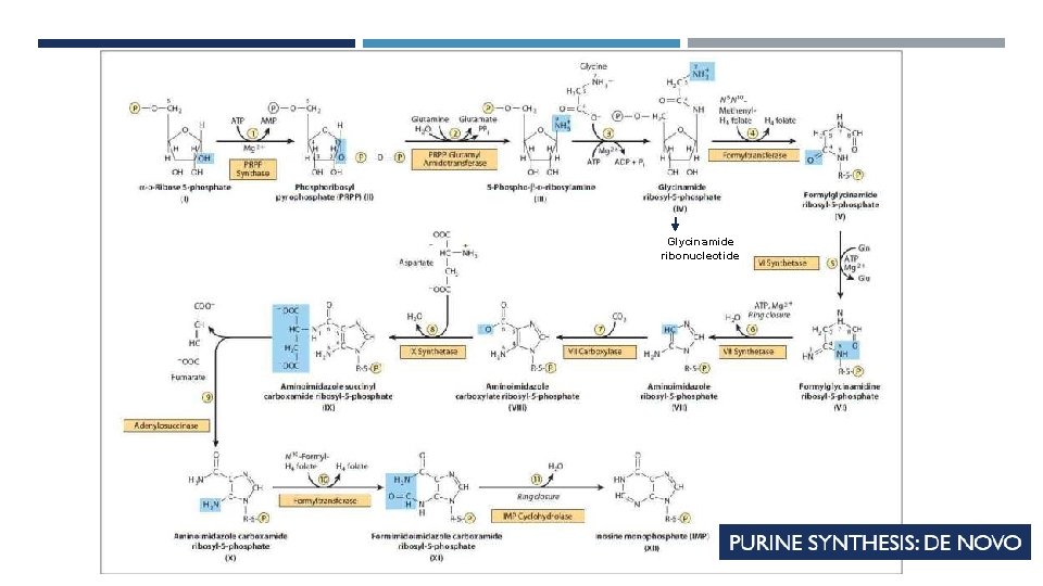 PURINE SYNTHESIS Glycinamide ribonucleotide 