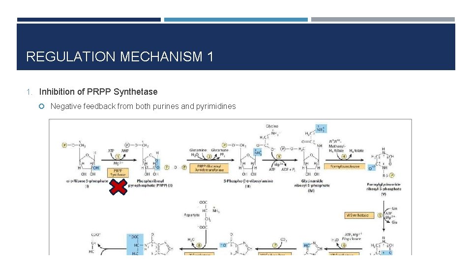 REGULATION MECHANISM 1 1. Inhibition of PRPP Synthetase Negative feedback from both purines and