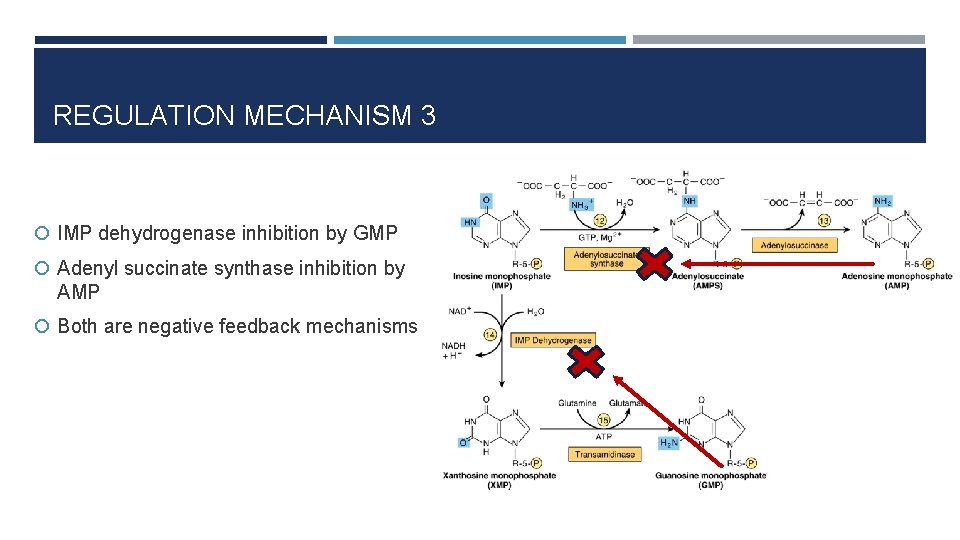 REGULATION MECHANISM 3 IMP dehydrogenase inhibition by GMP Adenyl succinate synthase inhibition by AMP